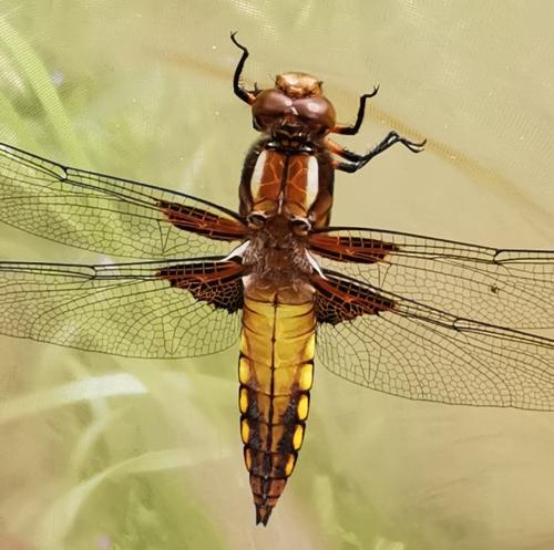 Libellula depressa